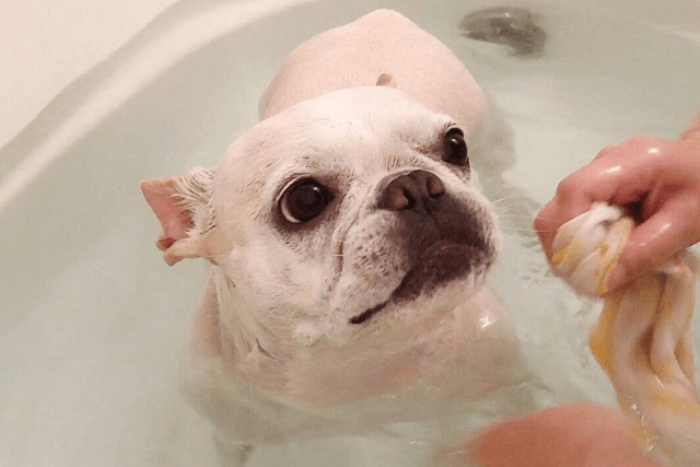 入浴中の老犬